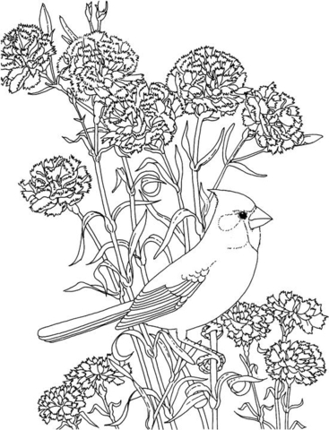 Red Carnation And Cardinal Ohio State Flower And Brid Coloring Page